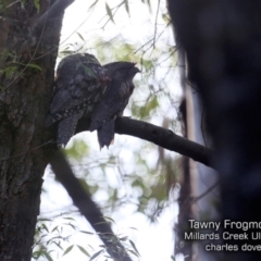 Podargus strigoides (Tawny Frogmouth) at Ulladulla, NSW - 5 Jul 2019 by CharlesDove