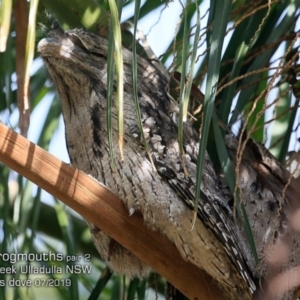 Podargus strigoides at Ulladulla, NSW - 6 Jul 2019