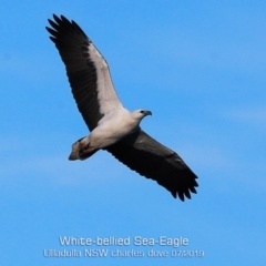 Haliaeetus leucogaster (White-bellied Sea-Eagle) at Ulladulla, NSW - 4 Jul 2019 by CharlesDove