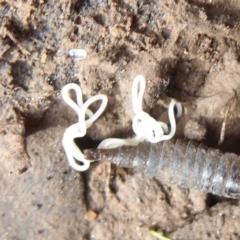 Nematomorpha (phylum) (Gordian worm, horsehair worm) at Mount Ainslie - 7 Jul 2019 by Christine