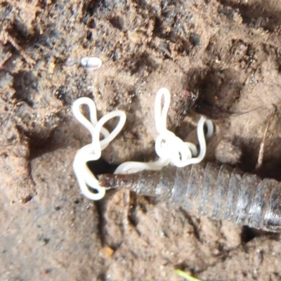 Nematomorpha (phylum) (Gordian worm, horsehair worm) - NatureMapr Australia