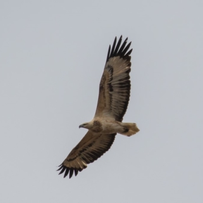 Haliaeetus leucogaster (White-bellied Sea-Eagle) at Gigerline Nature Reserve - 29 Jun 2019 by rawshorty