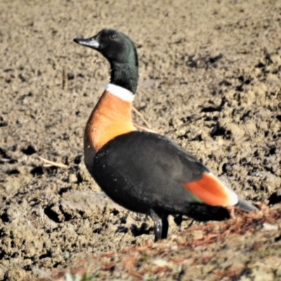 Tadorna tadornoides (Australian Shelduck) at Googong Foreshore - 9 Jul 2019 by JohnBundock