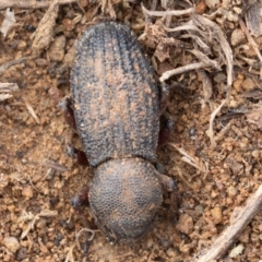 Amycterus abnormis (Ground weevil) at Denman Prospect, ACT - 6 Jul 2019 by rawshorty