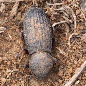 Amycterus abnormis at Molonglo River Reserve - 6 Jul 2019 11:25 AM