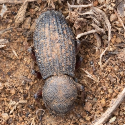 Amycterus abnormis (Ground weevil) at Molonglo River Reserve - 6 Jul 2019 by rawshorty