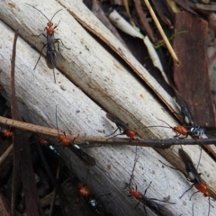 Braconidae (family) (Unidentified braconid wasp) at Tidbinbilla Nature Reserve - 3 Jul 2019 by JohnBundock