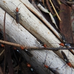 Braconidae (family) (Unidentified braconid wasp) at Paddys River, ACT - 3 Jul 2019 by JohnBundock