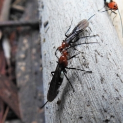 Braconidae (family) at Paddys River, ACT - 3 Jul 2019 11:18 AM