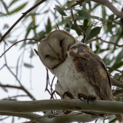 Tyto alba (Barn Owl) at Jerrabomberra Wetlands - 16 Jun 2019 by rawshorty