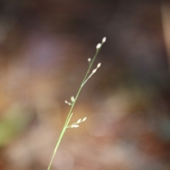 Panicum simile (Hairy Panic) at Moruya, NSW - 9 Jul 2019 by LisaH