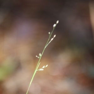 Panicum simile at Moruya, NSW - 9 Jul 2019 01:13 PM