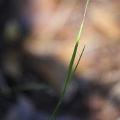 Panicum simile at Moruya, NSW - 9 Jul 2019 01:13 PM