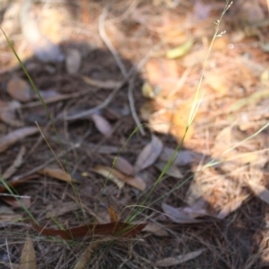 Panicum simile at Moruya, NSW - 9 Jul 2019 01:13 PM