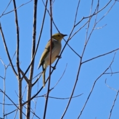 Ptilotula penicillata (White-plumed Honeyeater) at Tennent, ACT - 9 Jul 2019 by RodDeb