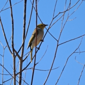 Ptilotula penicillata at Tennent, ACT - 9 Jul 2019