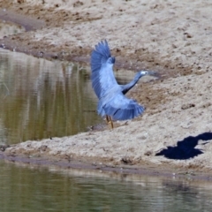 Egretta novaehollandiae (White-faced Heron) at Gigerline Nature Reserve - 9 Jul 2019 by RodDeb