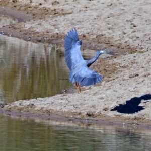 Egretta novaehollandiae at Tennent, ACT - 9 Jul 2019 01:47 PM