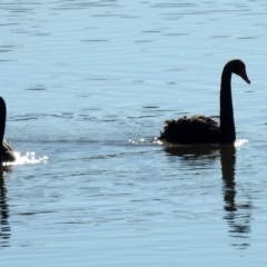 Cygnus atratus (Black Swan) at Gigerline Nature Reserve - 9 Jul 2019 by RodDeb