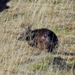 Vombatus ursinus at Tennent, ACT - 9 Jul 2019 02:07 PM