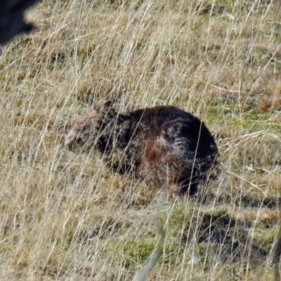Vombatus ursinus (Common wombat, Bare-nosed Wombat) at Gigerline Nature Reserve - 9 Jul 2019 by RodDeb