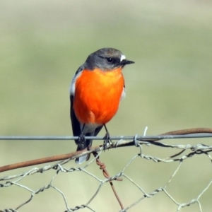 Petroica phoenicea at Tharwa, ACT - 9 Jul 2019 12:24 PM