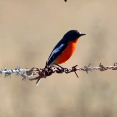 Petroica phoenicea at Tharwa, ACT - 9 Jul 2019