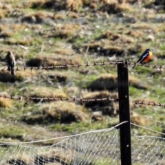 Petroica phoenicea at Tharwa, ACT - 9 Jul 2019 12:24 PM