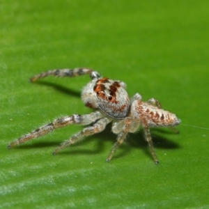 Opisthoncus grassator at Acton, ACT - 3 Jul 2019