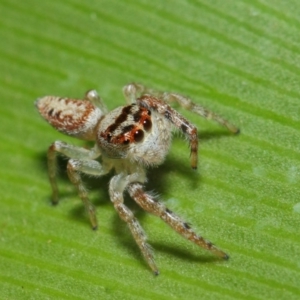 Opisthoncus grassator at Acton, ACT - 3 Jul 2019