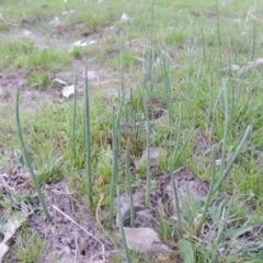 Microtis sp. (Onion Orchid) at Tuggeranong DC, ACT - 6 Oct 2014 by michaelb