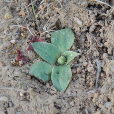 Hymenochilus sp. (A Greenhood Orchid) at Gordon, ACT - 10 Aug 2014 by michaelb