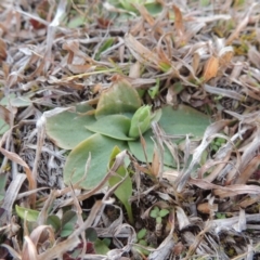 Hymenochilus sp. (A Greenhood Orchid) at Banks, ACT - 4 Sep 2014 by MichaelBedingfield