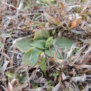 Hymenochilus sp. at Banks, ACT - 4 Sep 2014