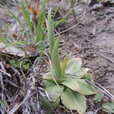 Hymenochilus sp. (A Greenhood Orchid) at Rob Roy Range - 4 Sep 2014 by michaelb