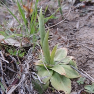 Hymenochilus sp. at Banks, ACT - 4 Sep 2014