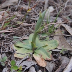 Hymenochilus sp. (A Greenhood Orchid) at Tuggeranong DC, ACT - 4 Sep 2014 by michaelb