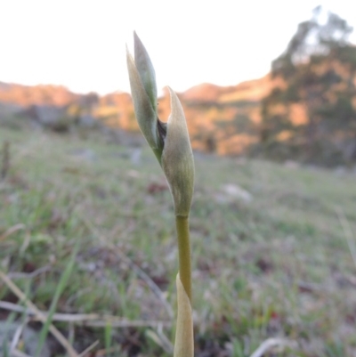 Oligochaetochilus sp. (A Rustyhood Orchid) at Banks, ACT - 29 Sep 2014 by michaelb