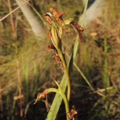 Diuris sp. (A Donkey Orchid) at Rob Roy Range - 7 Dec 2014 by MichaelBedingfield