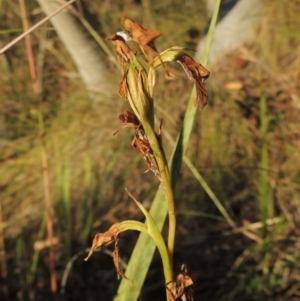 Diuris sp. at Rob Roy Range - 7 Dec 2014