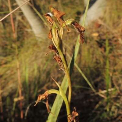 Diuris sp. (A Donkey Orchid) at Rob Roy Range - 7 Dec 2014 by michaelb