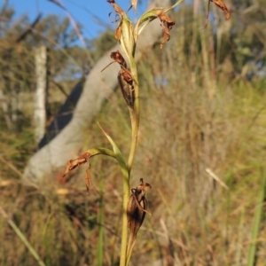 Diuris sp. at Rob Roy Range - 7 Dec 2014