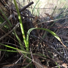 Diuris sp. at Rob Roy Range - 7 Dec 2014