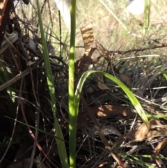 Diuris sp. at Rob Roy Range - 7 Dec 2014