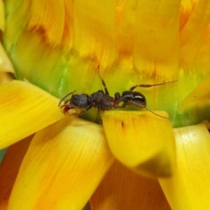 Rhytidoponera tasmaniensis at Acton, ACT - 3 Jul 2019