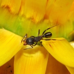 Rhytidoponera tasmaniensis at Acton, ACT - 3 Jul 2019