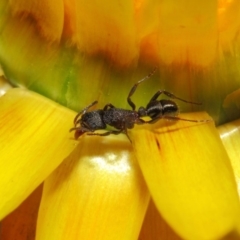 Rhytidoponera tasmaniensis at Acton, ACT - 3 Jul 2019