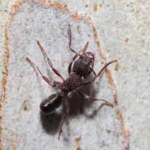 Rhytidoponera tasmaniensis at Hackett, ACT - 7 Jul 2019