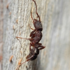 Rhytidoponera tasmaniensis at Hackett, ACT - 7 Jul 2019