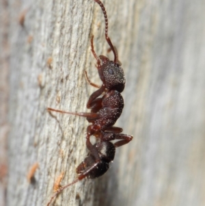 Rhytidoponera tasmaniensis at Hackett, ACT - 7 Jul 2019 12:47 PM